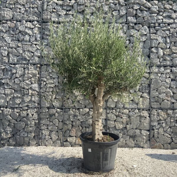 Olive Tree Tuscan Multi Stem Chunky Trunk J770 - Image 2