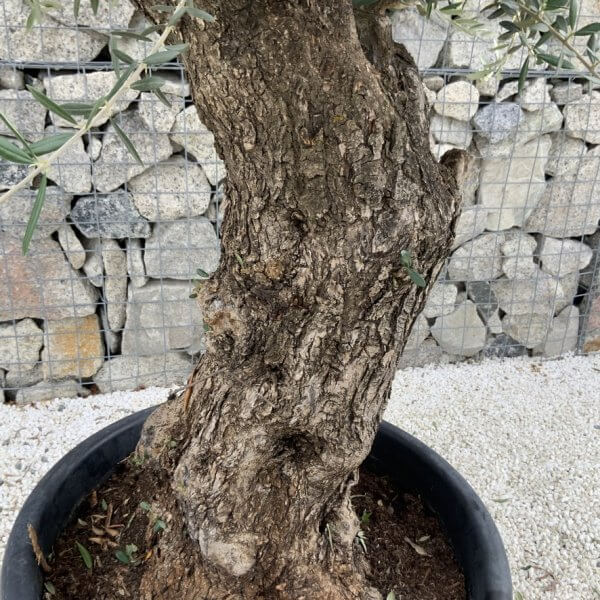 Gnarled Olive Tree J718 - Image 3