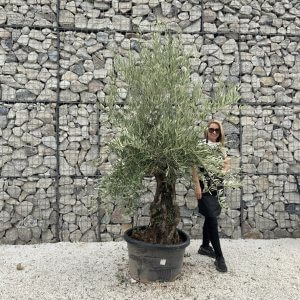 Gnarled Olive Tree J726