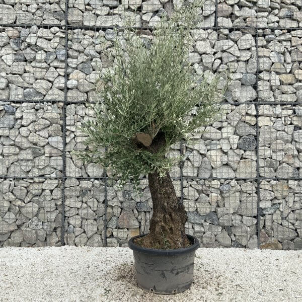 Gnarled Olive Tree J754 - Image 2
