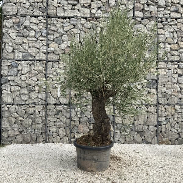 Gnarled Olive Tree J735 - Image 2