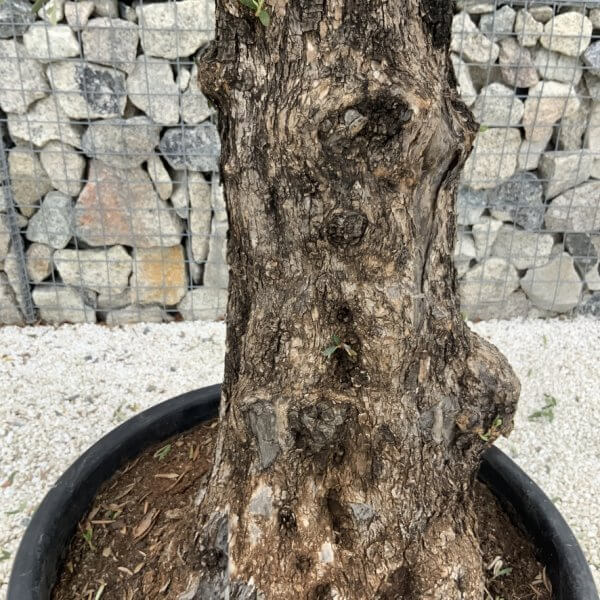 Gnarled Olive Tree J763 - Image 3