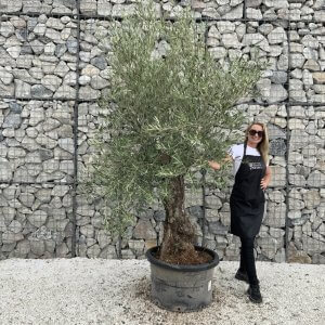 Gnarled Olive Tree J759
