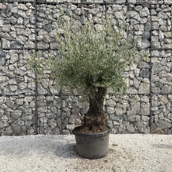 Gnarled Olive Tree J729 - Image 2