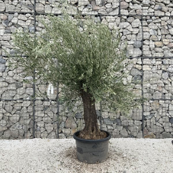 Gnarled Olive Tree J760 - Image 2
