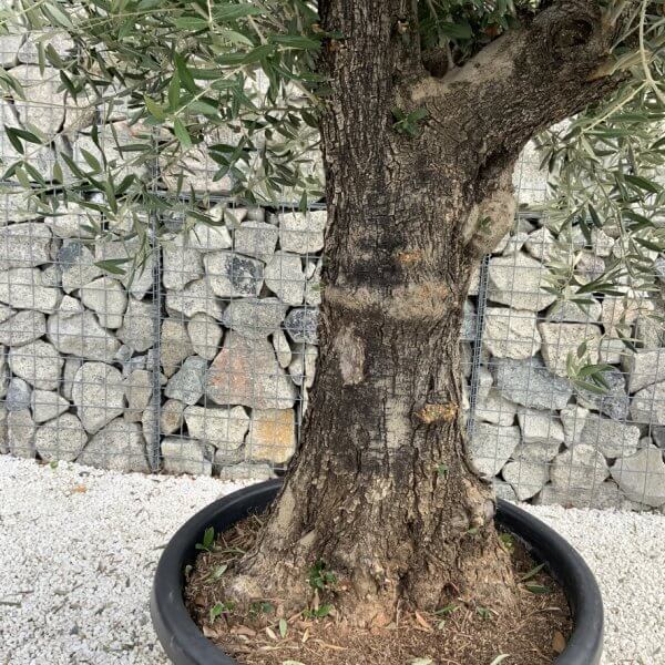 Gnarled Olive Tree J731 - Image 3