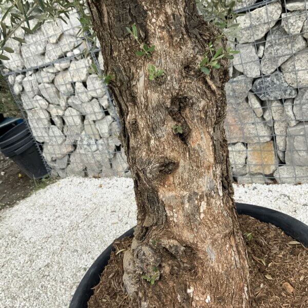Gnarled Olive Tree J756 - Image 3