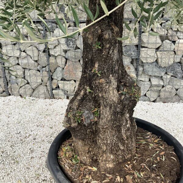 Gnarled Olive Tree J693 - Image 3