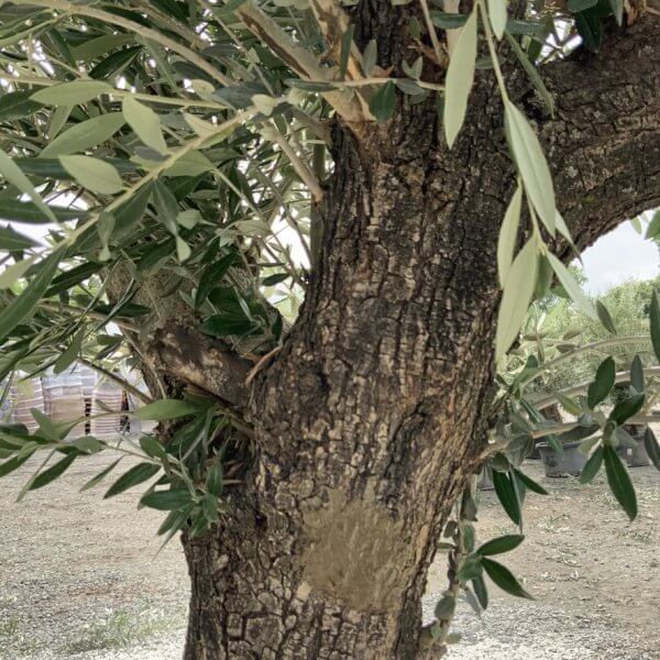 Gnarled Olive Tree J752 - Image 3