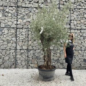 Gnarled Olive Tree J712