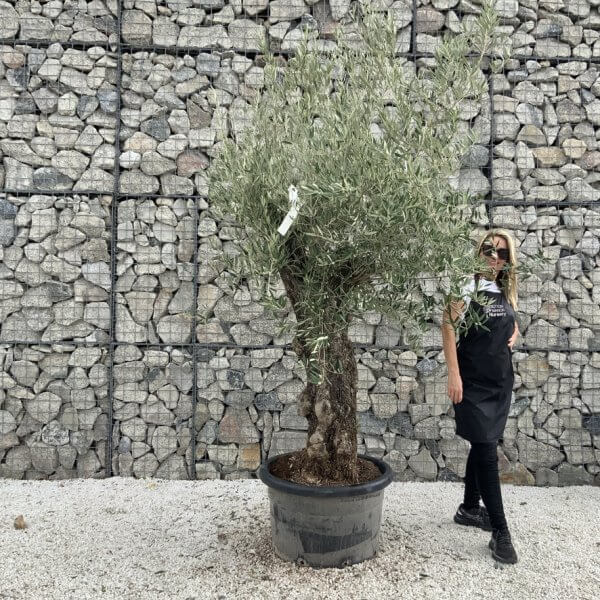 Gnarled Olive Tree J712