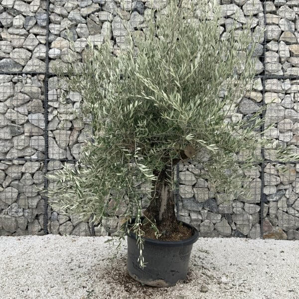 Gnarled Olive Tree J761 - Image 2