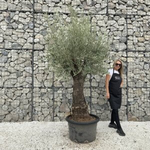 Gnarled Olive Tree J682