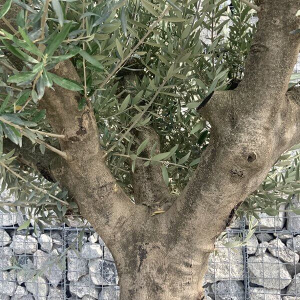 Olive Tree Tuscan Multi Stem Chunky Trunk J779 - Image 3