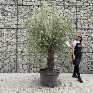 Gnarled Olive Tree J711
