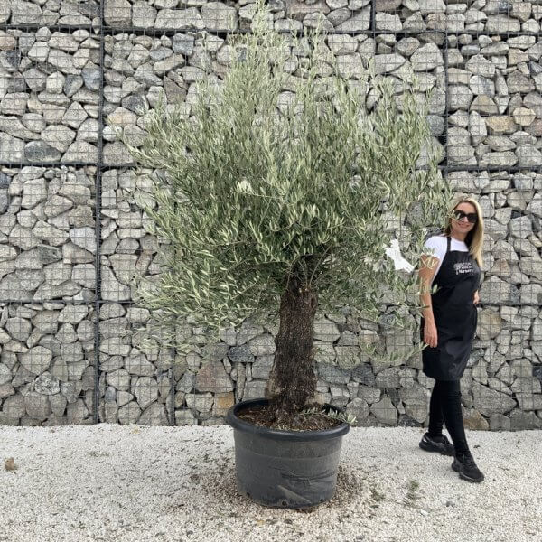 Gnarled Olive Tree J711