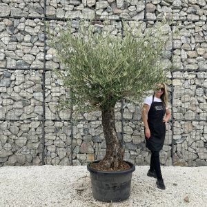 Gnarled Olive Tree J765