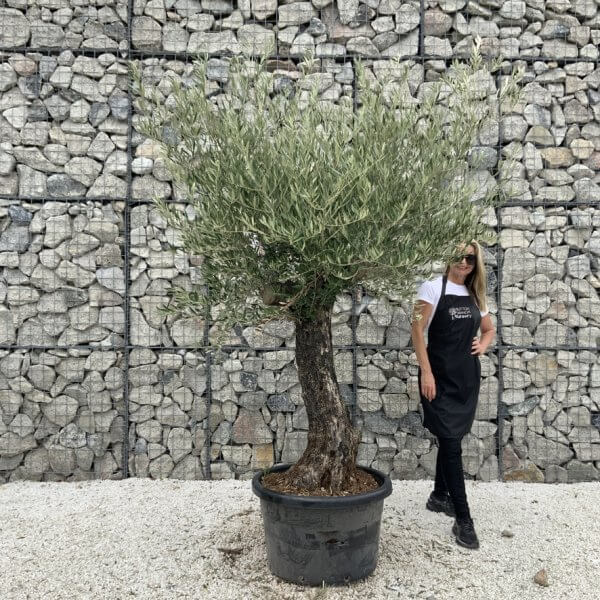 Gnarled Olive Tree J765