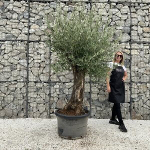 Gnarled Olive Tree J662