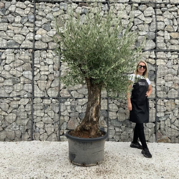 Gnarled Olive Tree J662