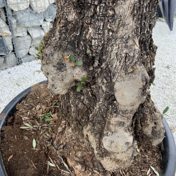 Gnarled Olive Tree J712 - Image 3