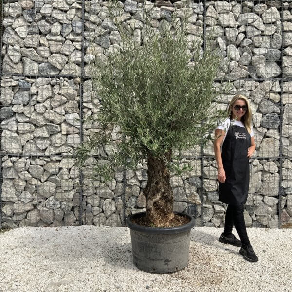 Gnarled Olive Tree J676