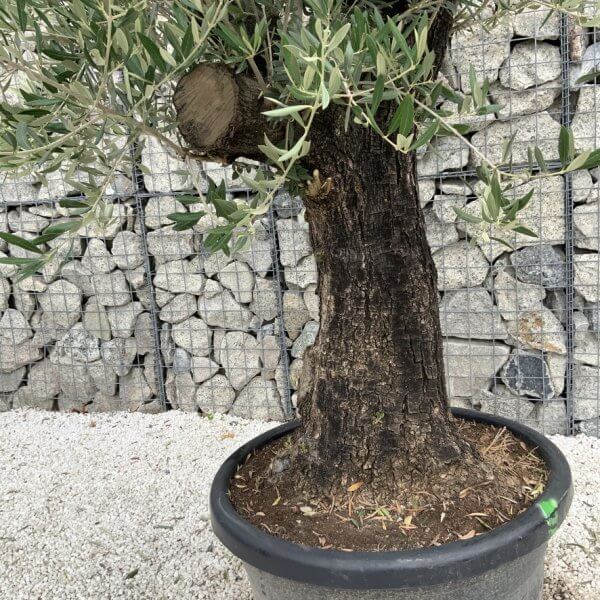 Gnarled Olive Tree J743 - Image 3