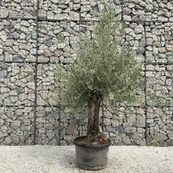 Gnarled Olive Tree J673 - Image 2