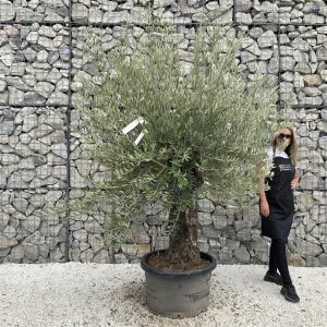 Gnarled Olive Tree J755