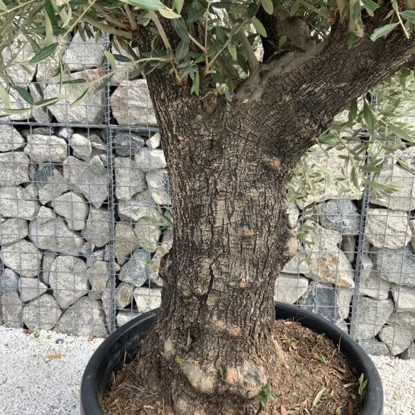 Gnarled Olive Tree J728 - Image 3