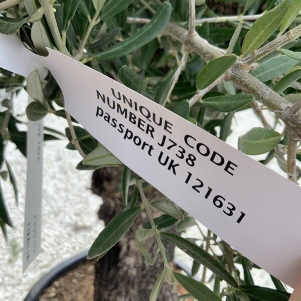 Gnarled Olive Tree J738 - Image 4