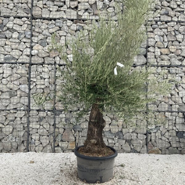 Gnarled Olive Tree J706 - Image 2