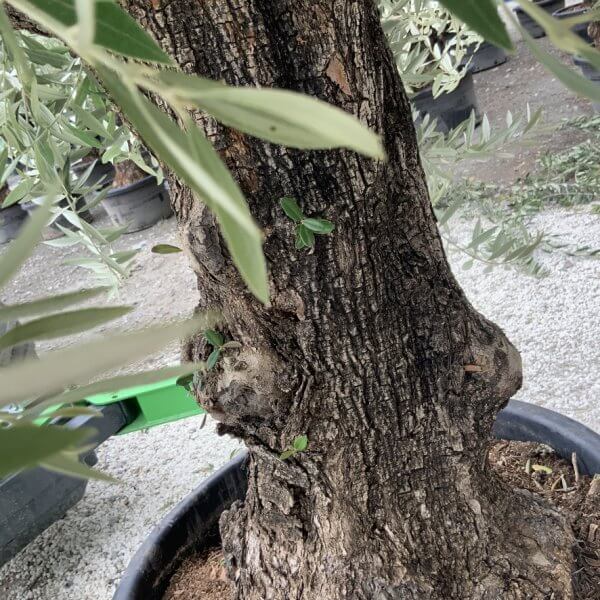 Gnarled Olive Tree J755 - Image 3