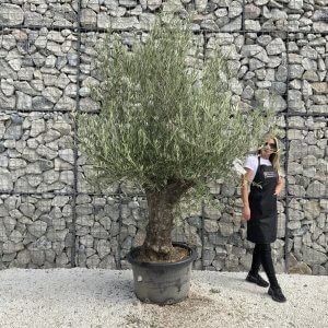 Gnarled Olive Tree J728