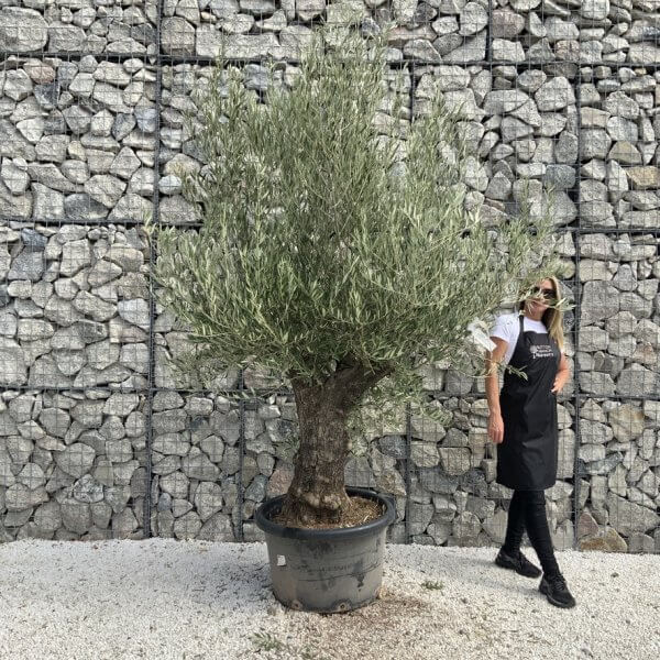 Gnarled Olive Tree J728