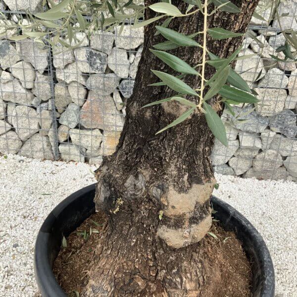 Gnarled Olive Tree J684 - Image 3