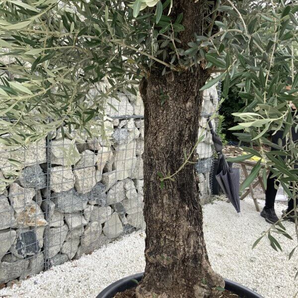 Gnarled Olive Tree J721 - Image 3