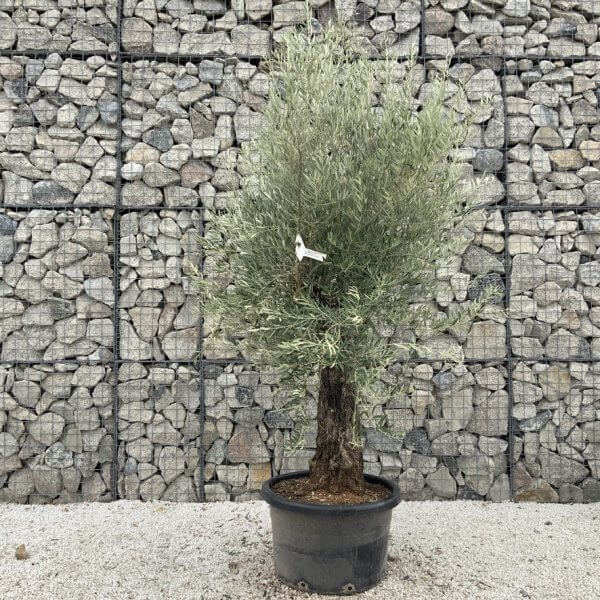 Gnarled Olive Tree J721 - Image 2
