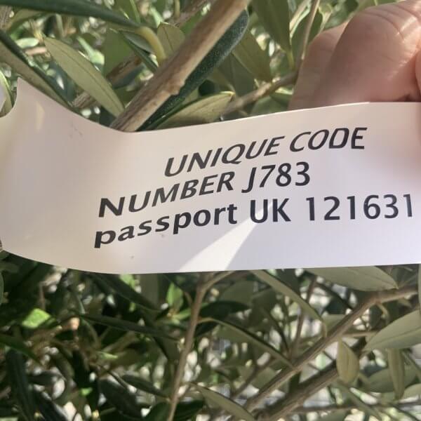 Olive Tree Tuscan Chunky Trunk  J783 - Image 4