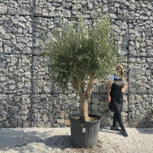 Olive Tree Tuscan Multi Stem Chunky Trunk J777