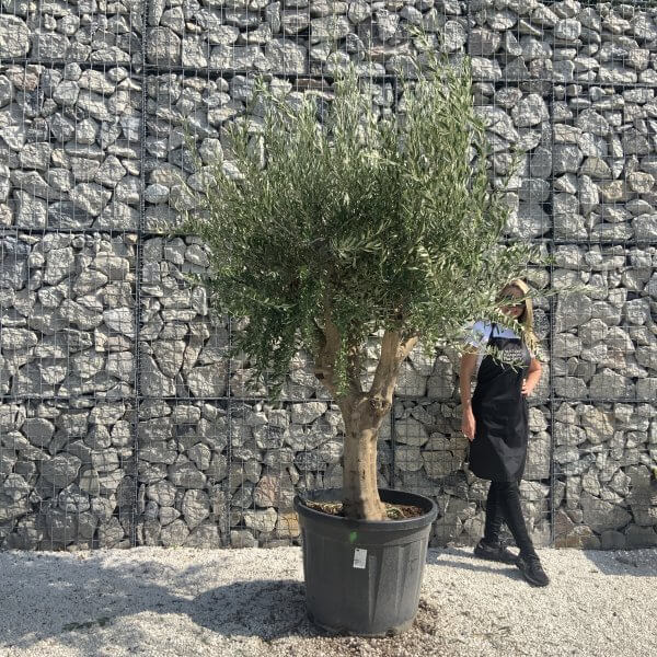 Olive Tree Tuscan Multi Stem Chunky Trunk J777