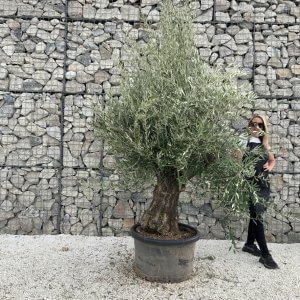 Gnarled Olive Tree J704