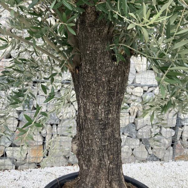 Gnarled Olive Tree J760 - Image 3