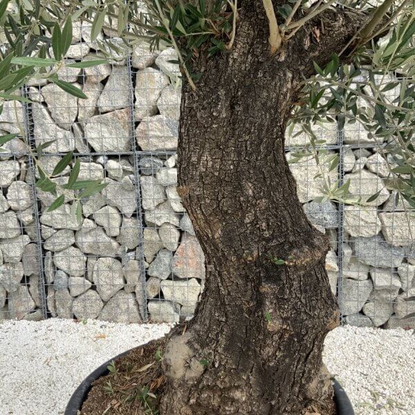 Gnarled Olive Tree J735 - Image 3