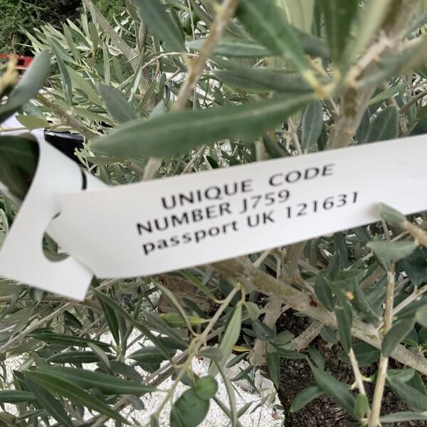 Gnarled Olive Tree J759 - Image 4