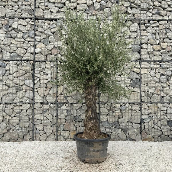 Gnarled Olive Tree J694 - Image 2