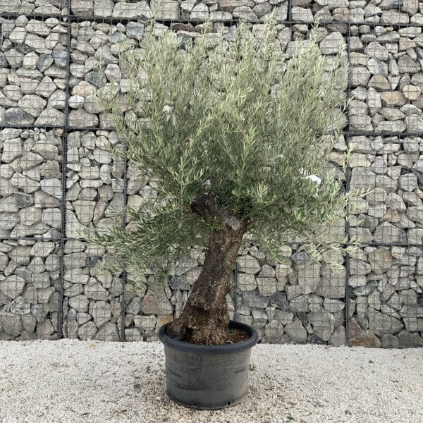Gnarled Olive Tree J714 - Image 2