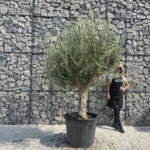 Olive Tree Tuscan Multi Stem Chunky Trunk J779