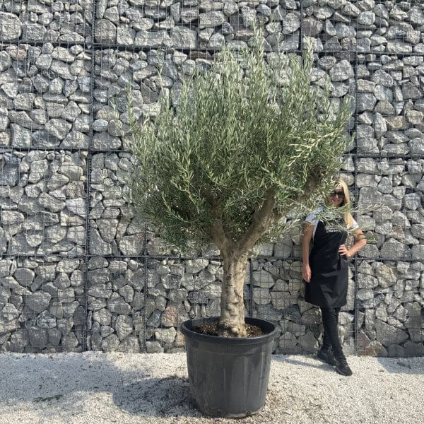 Olive Tree Tuscan Multi Stem Chunky Trunk J779