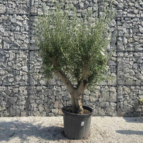 Olive Tree Tuscan Multi Stem Chunky Trunk J773 - Image 2